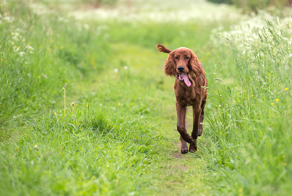 Собачья жизнь Собачья жизнь