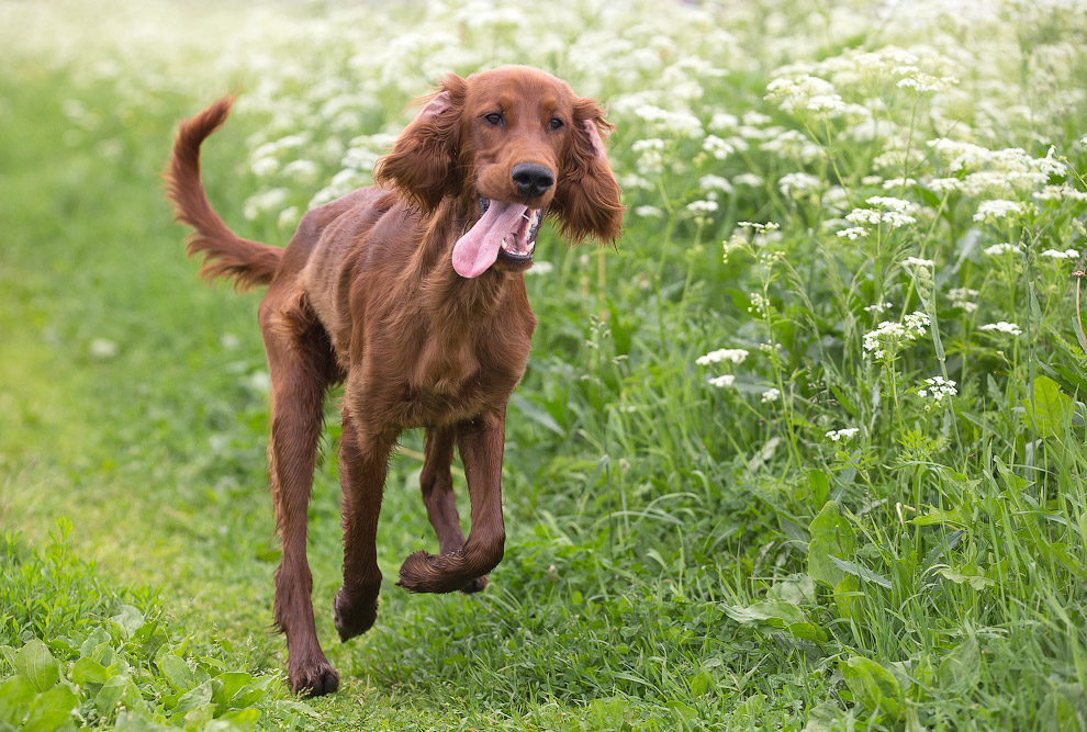 Собачья жизнь Собачья жизнь