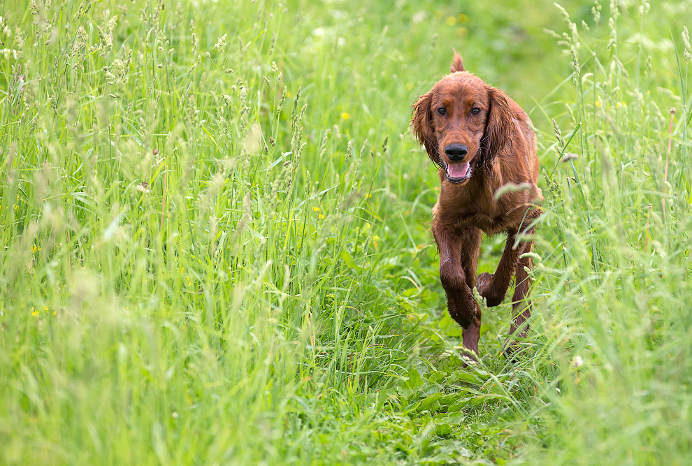 Собачья жизнь Собачья жизнь