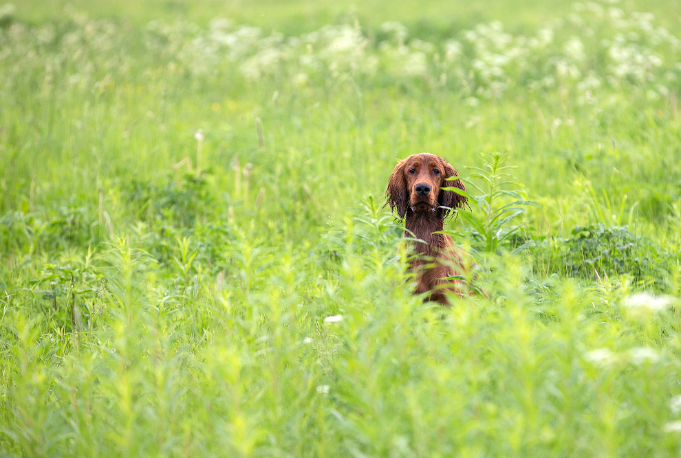 Собачья жизнь Собачья жизнь