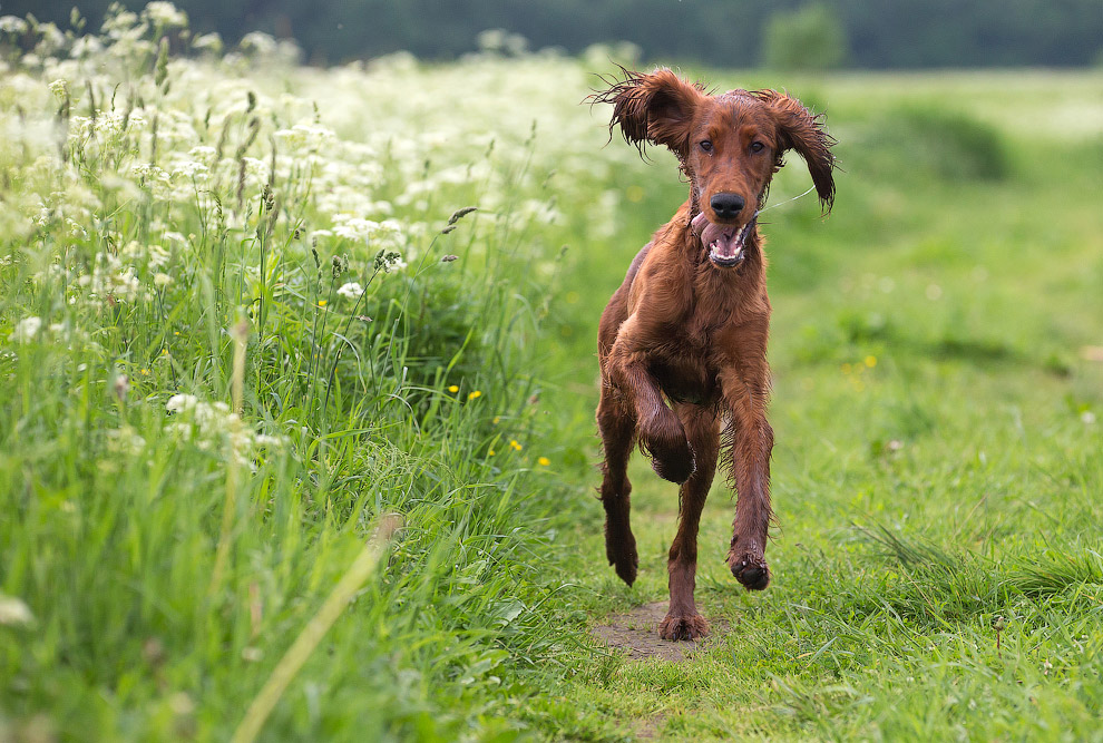 Собачья жизнь Собачья жизнь