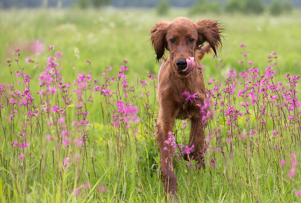 Собачья жизнь Собачья жизнь