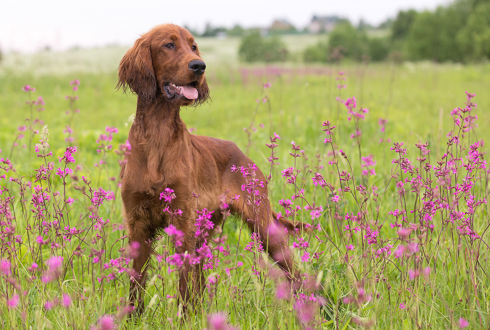 Собачья жизнь Собачья жизнь