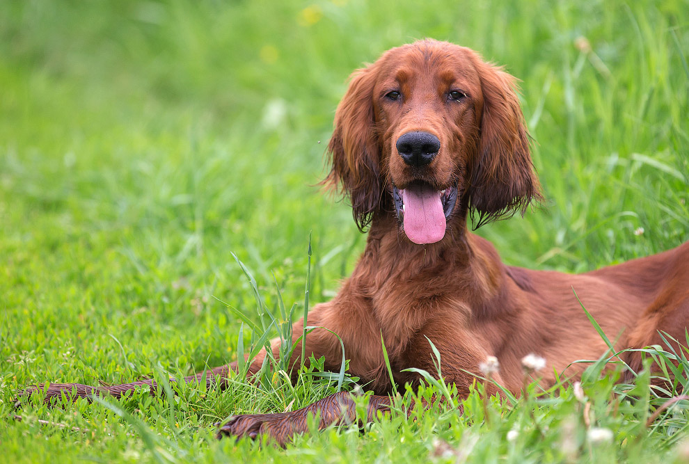 Собачья жизнь Собачья жизнь