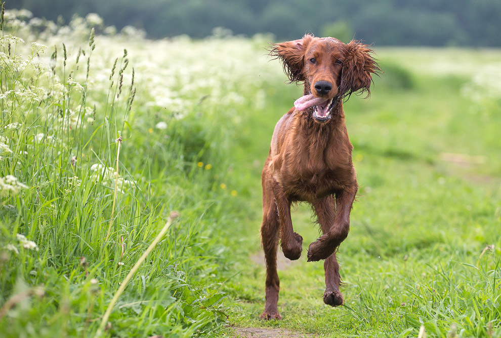 Собачья жизнь Собачья жизнь