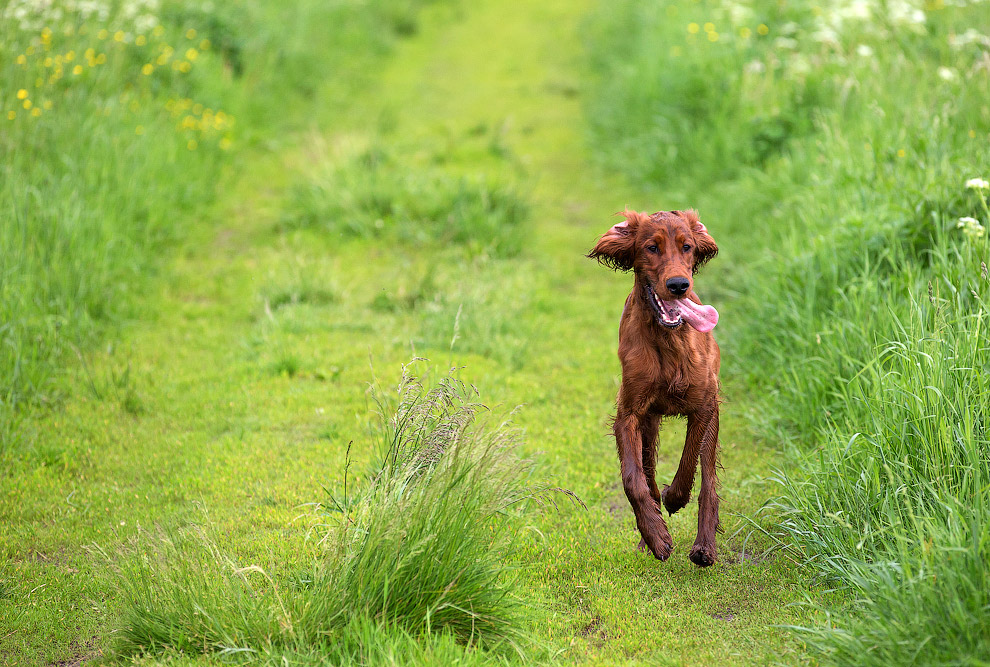 Собачья жизнь Собачья жизнь