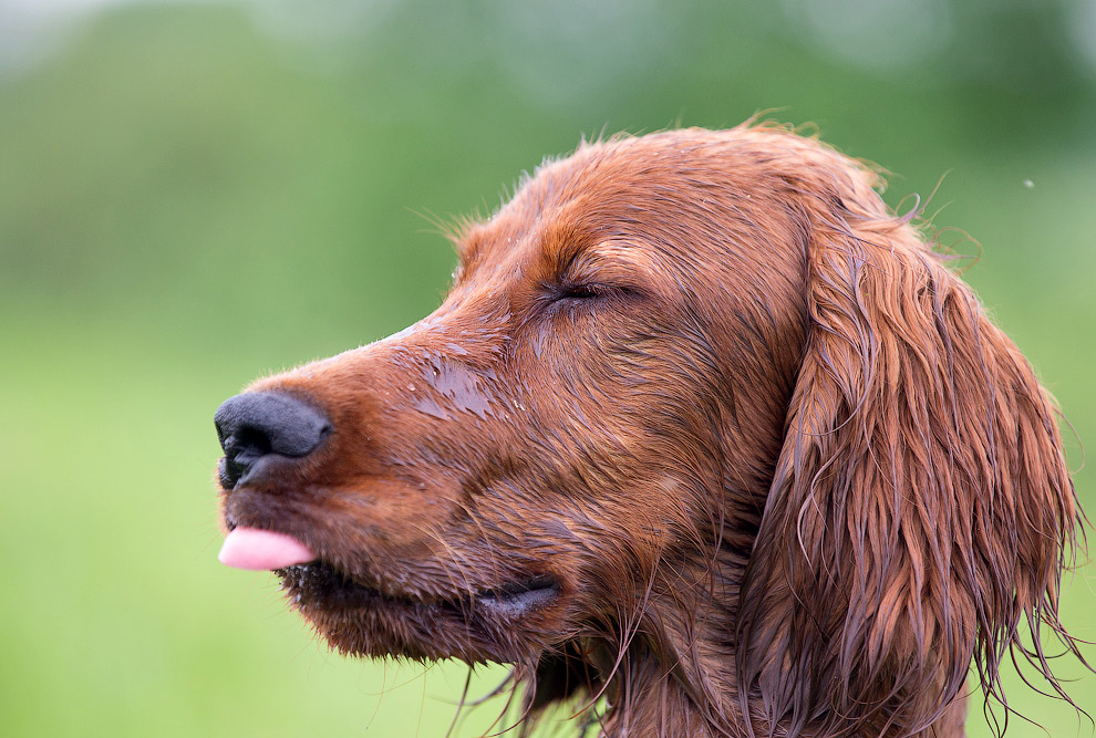 Собачья жизнь Собачья жизнь