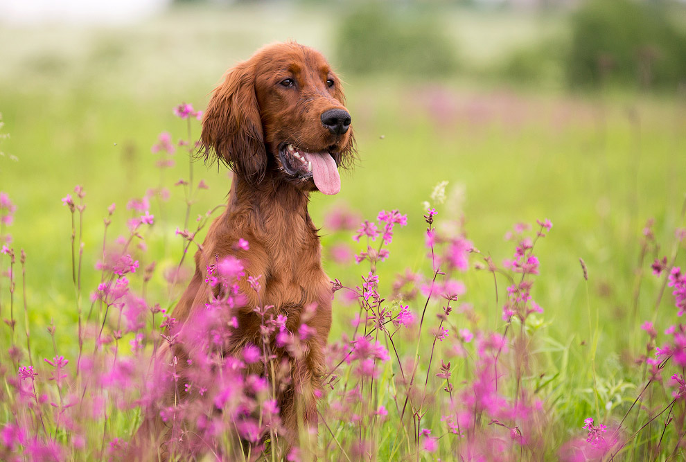 Собачья жизнь Собачья жизнь