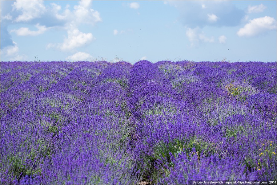 Крымский Прованс. Лавандовые поля в Крыму