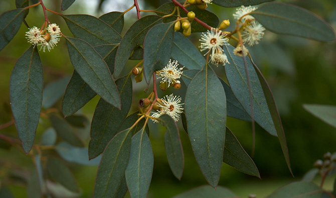 Природные антисептики