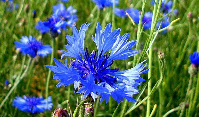 Природные антисептики