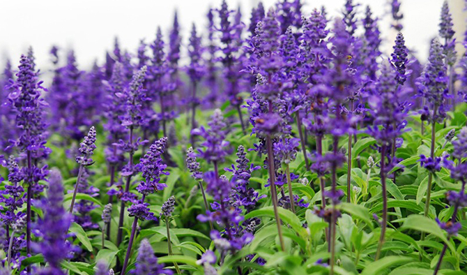 Природные антисептики