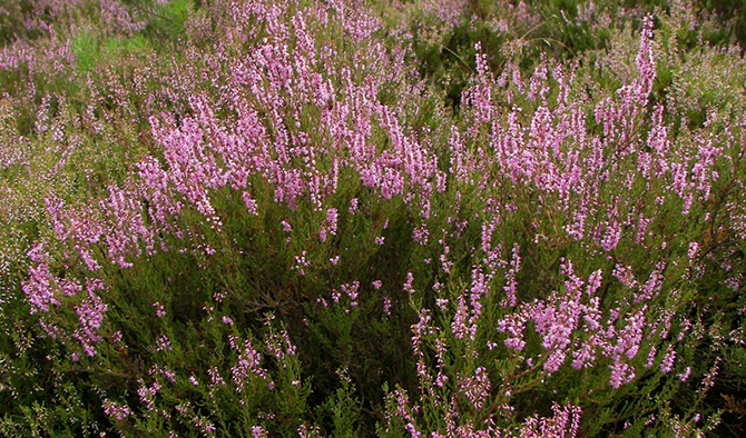 Природные антисептики