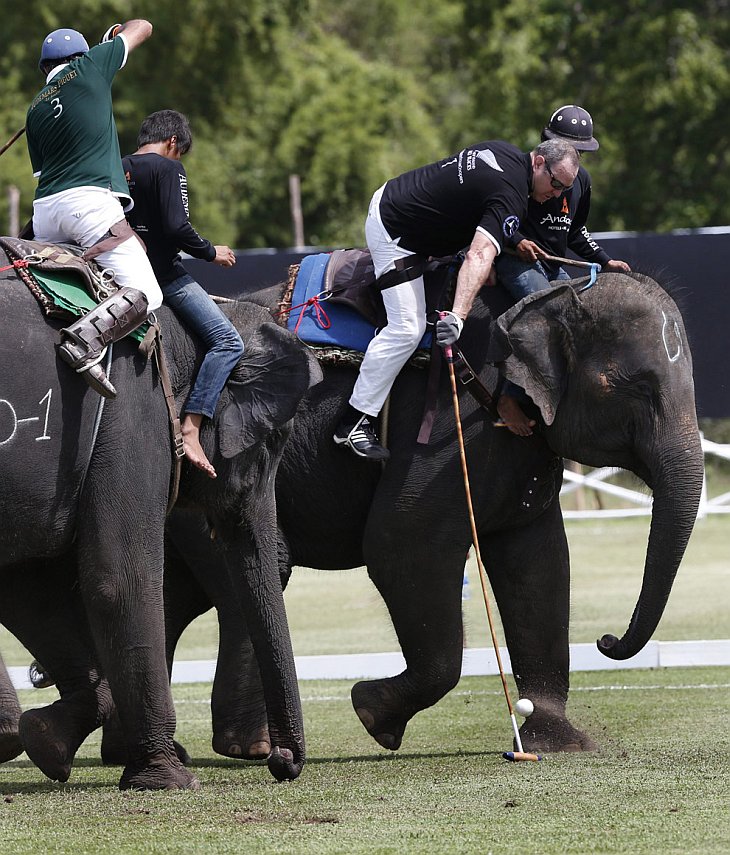 Поло на слонах 2012