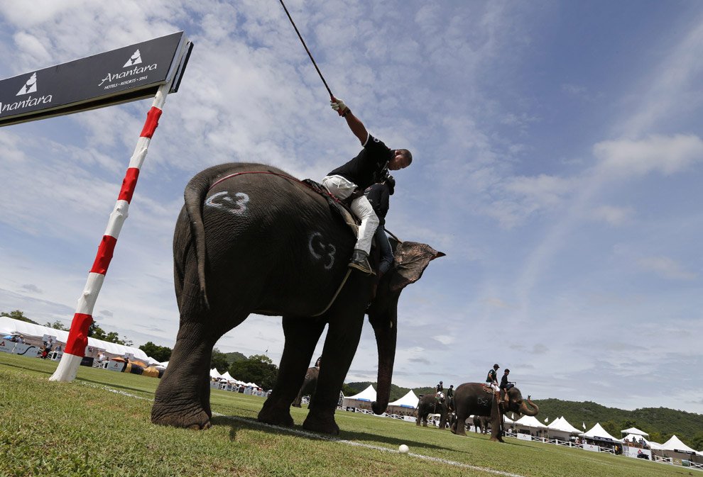 Поло на слонах 2012