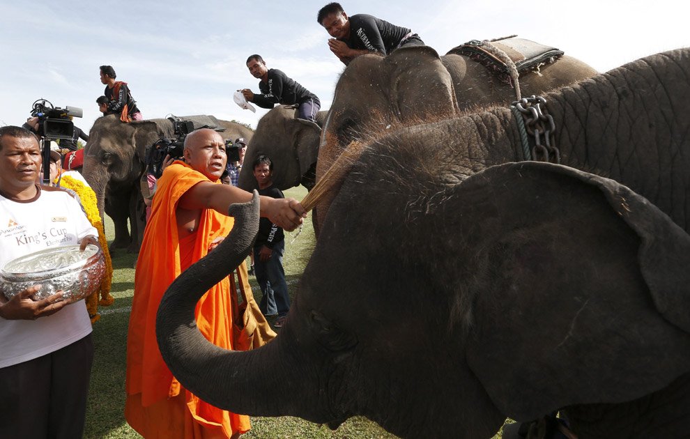 Поло на слонах 2012