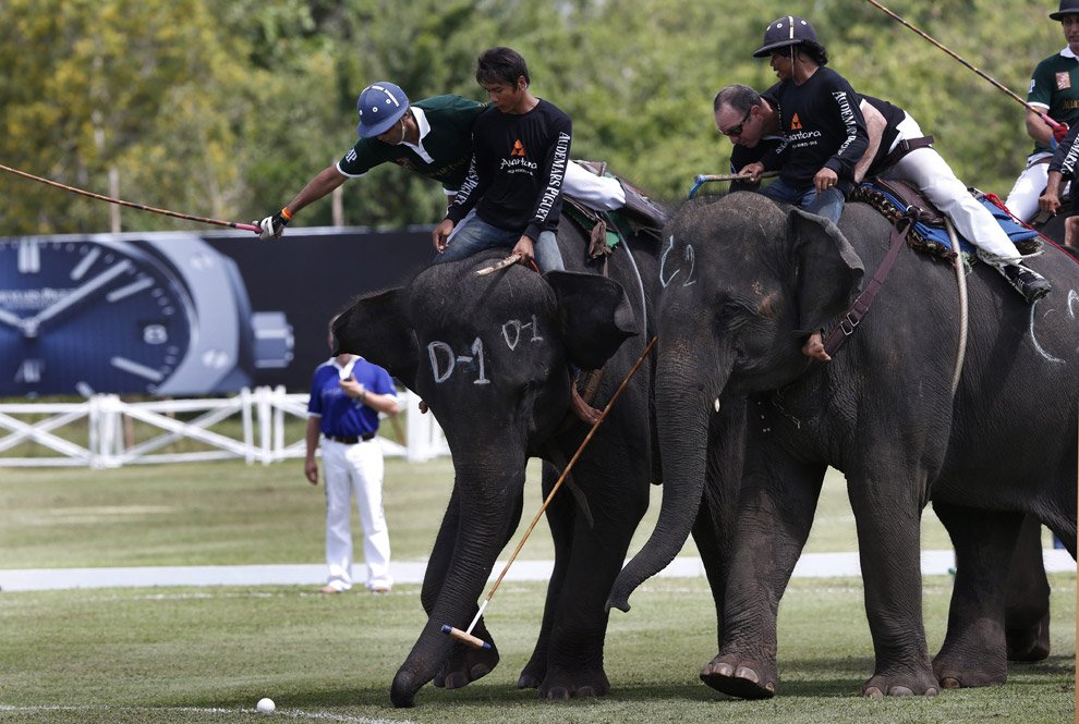 Поло на слонах 2012