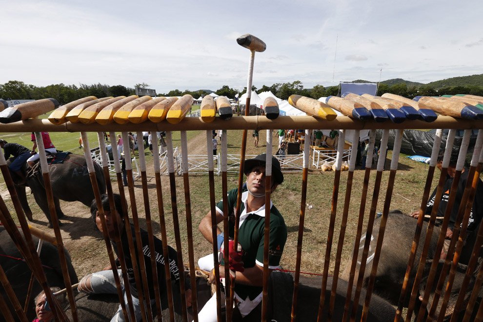 Поло на слонах 2012