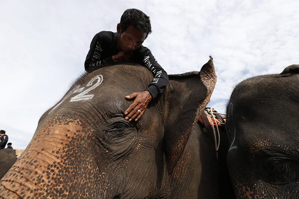 Поло на слонах 2012