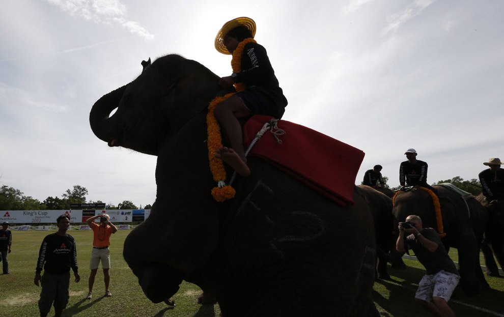 Поло на слонах 2012