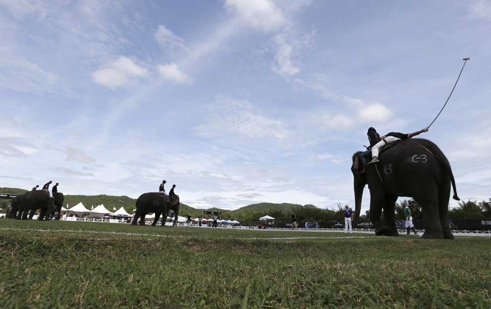 Поло на слонах 2012
