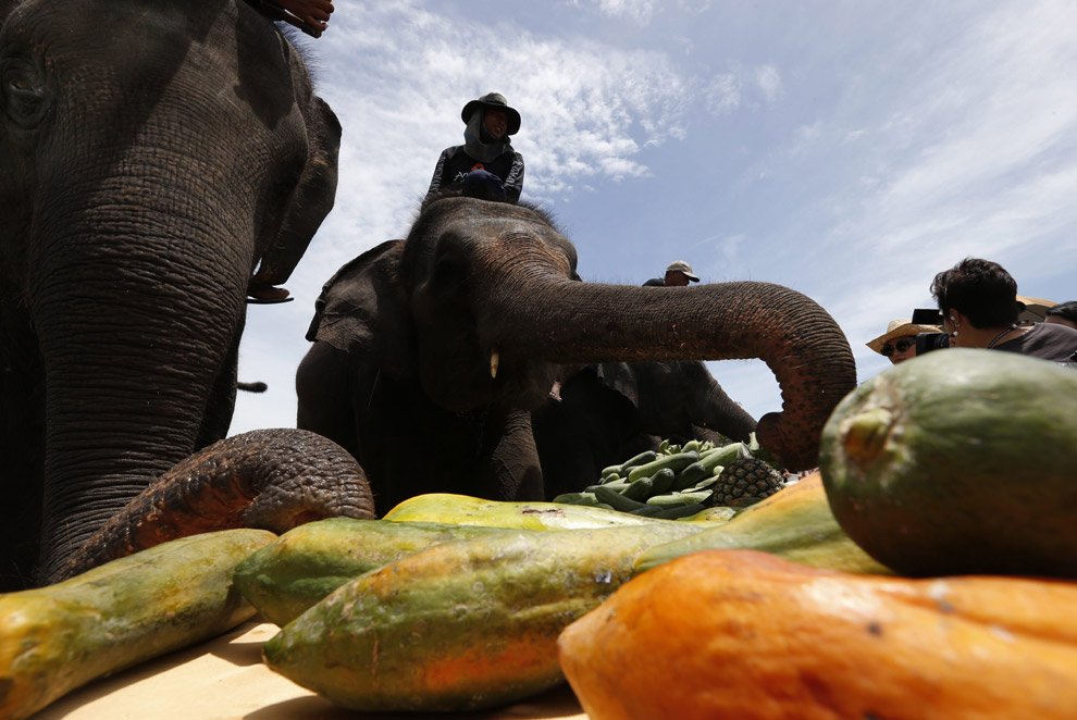 Поло на слонах 2012