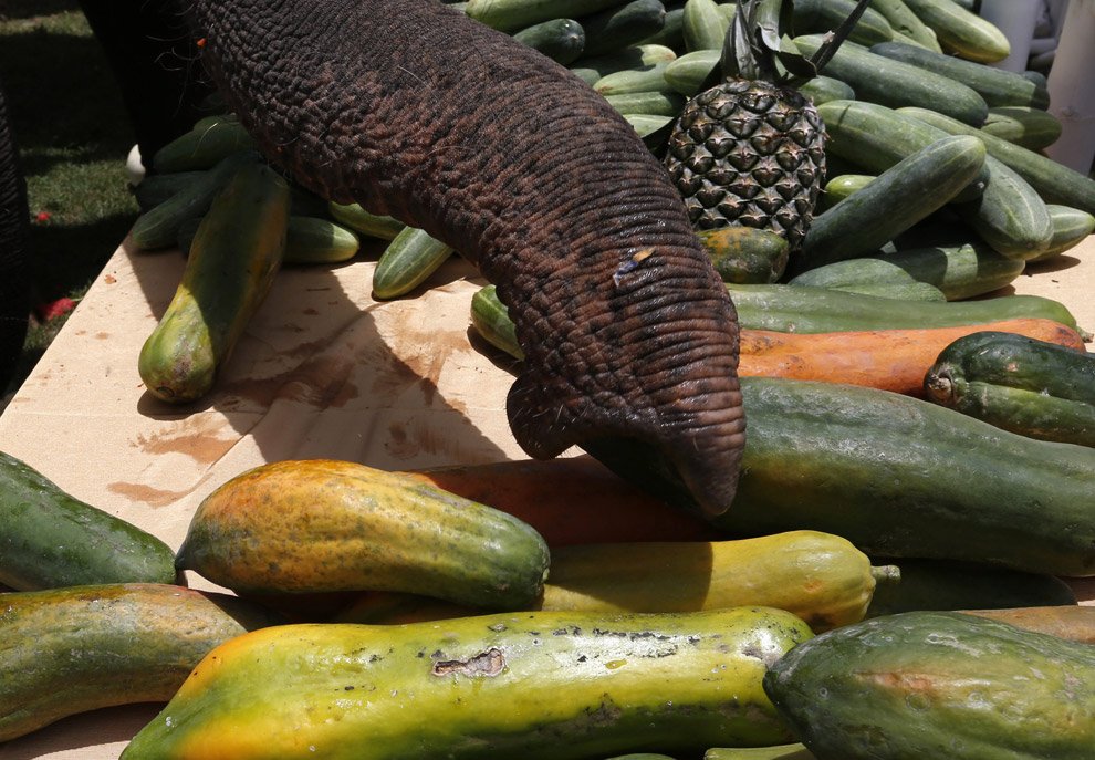 Поло на слонах 2012