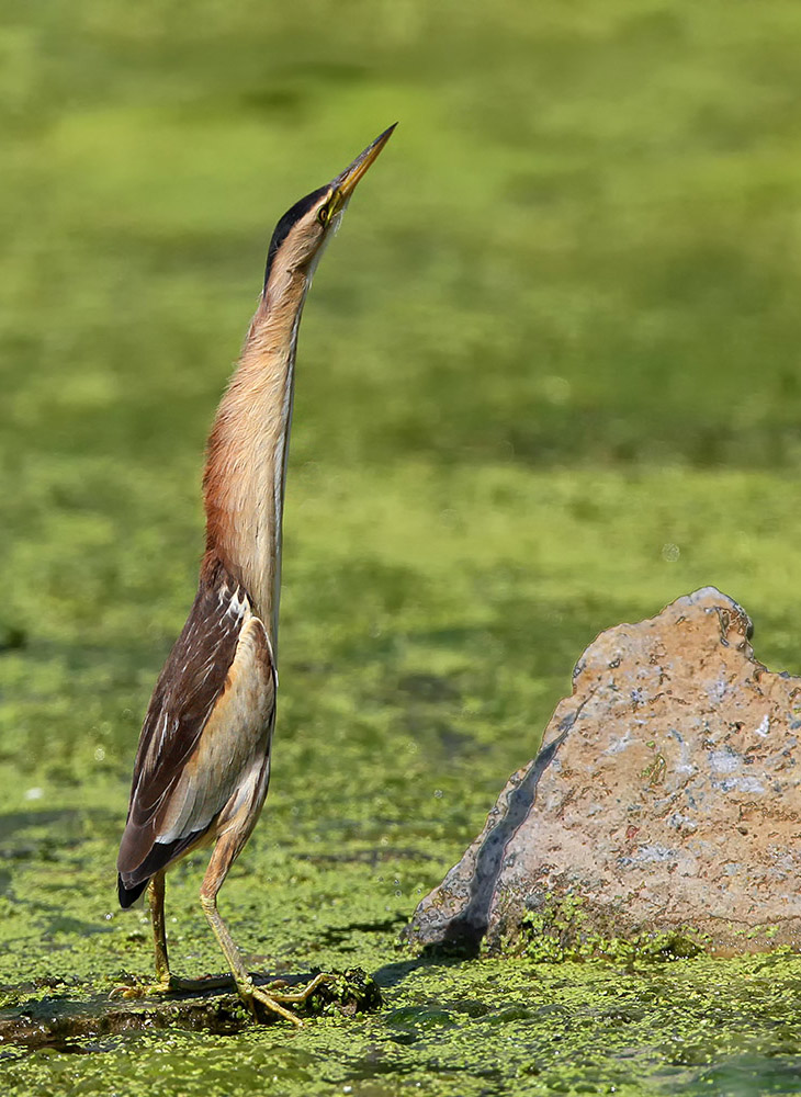 Есть такая птица — выпь