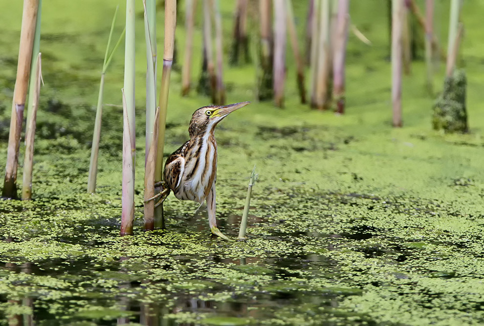 Есть такая птица — выпь