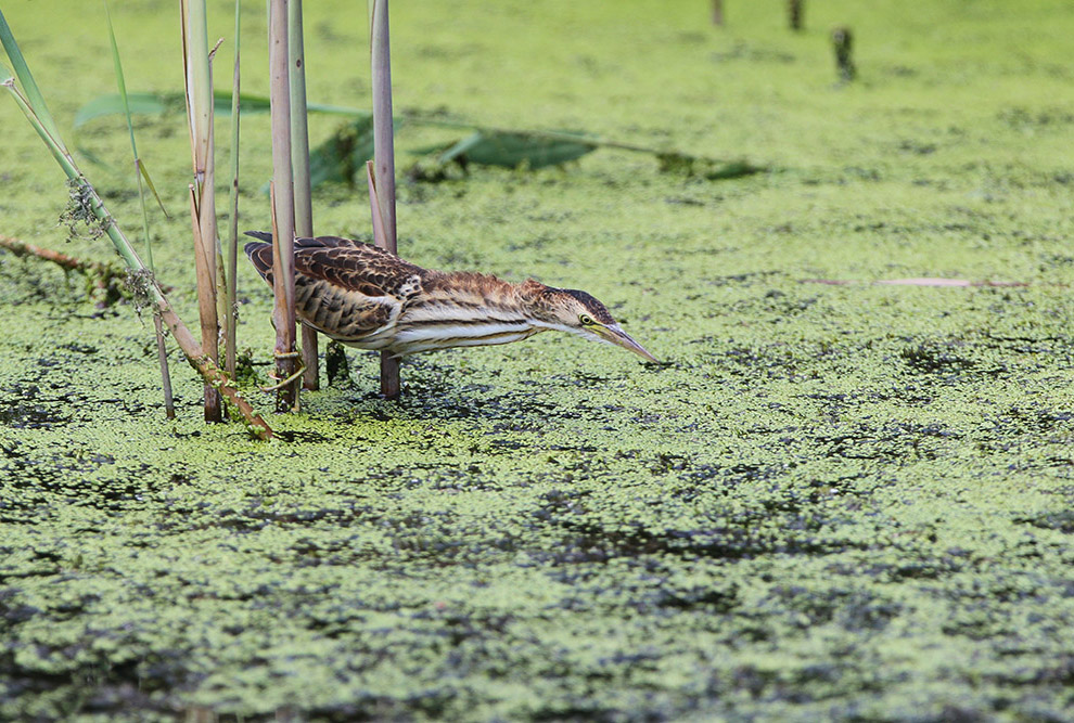 Есть такая птица — выпь