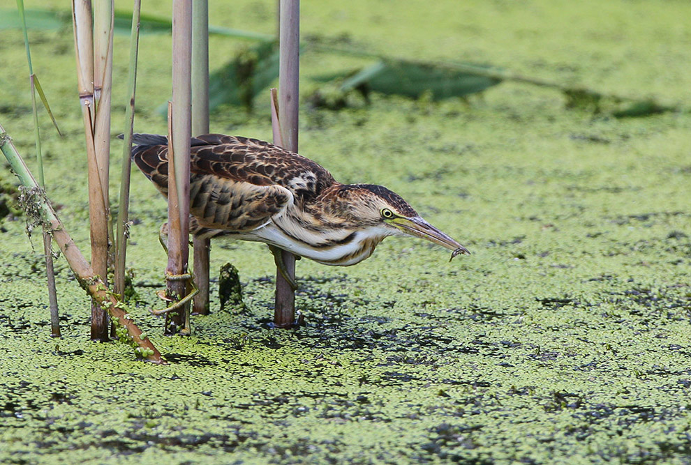 Есть такая птица — выпь