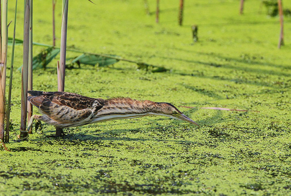 Есть такая птица — выпь
