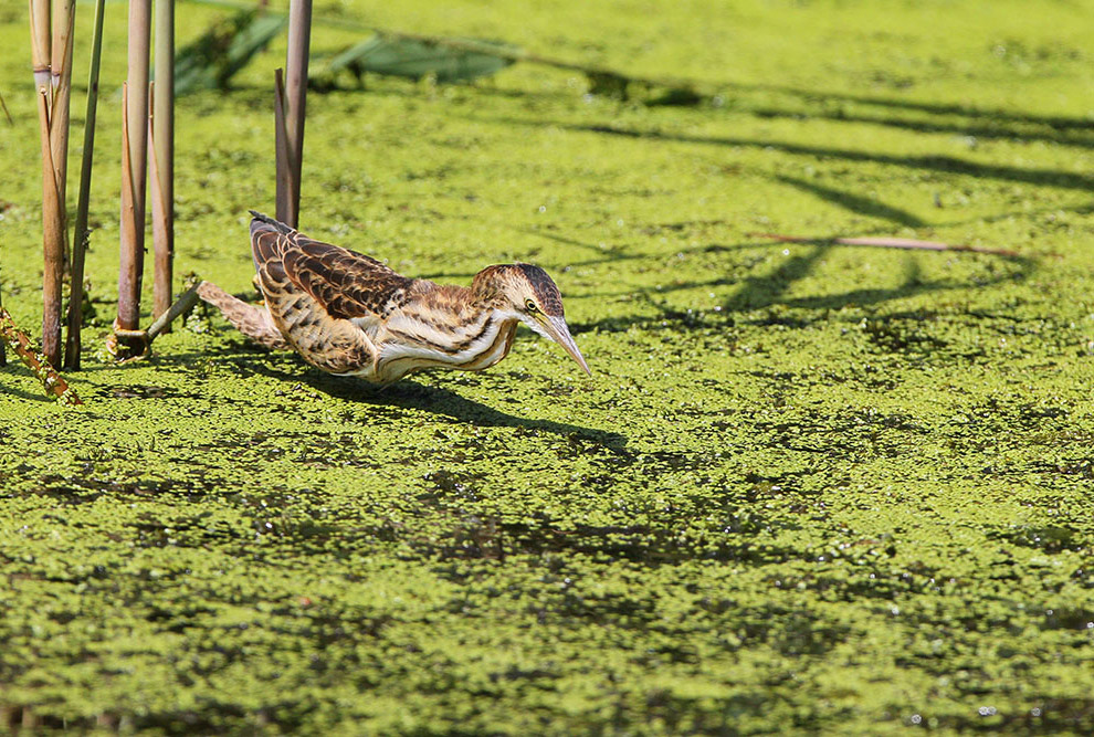 Есть такая птица — выпь