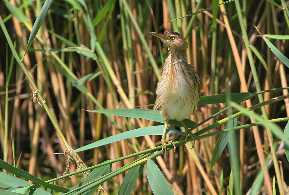 Есть такая птица — выпь