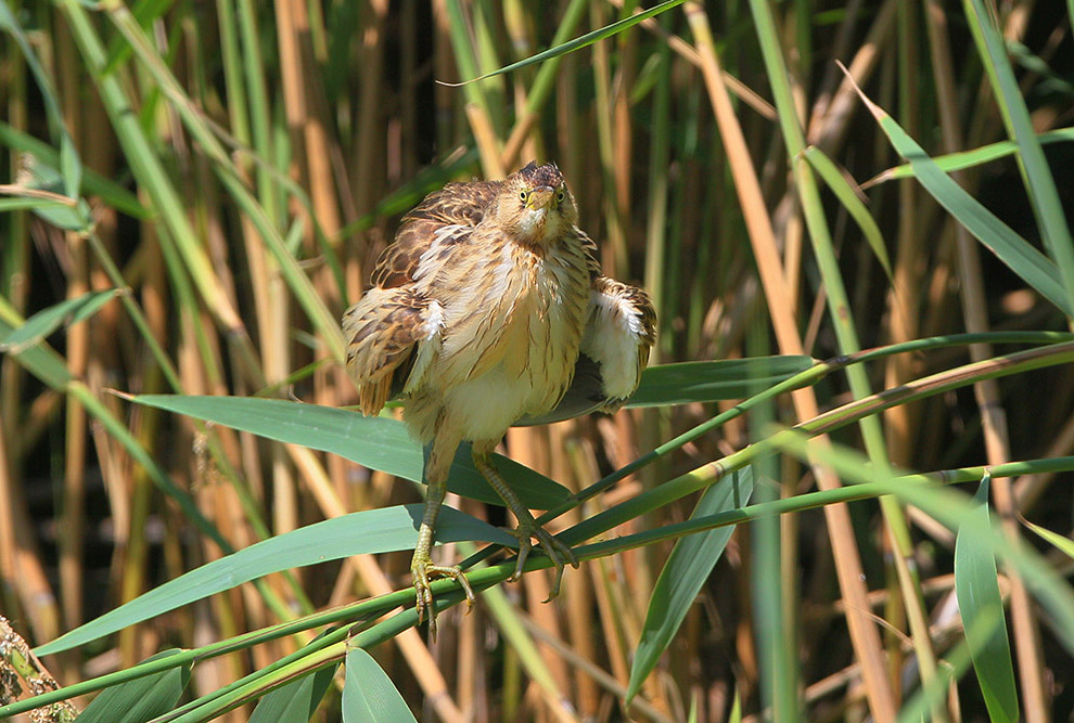 Есть такая птица — выпь