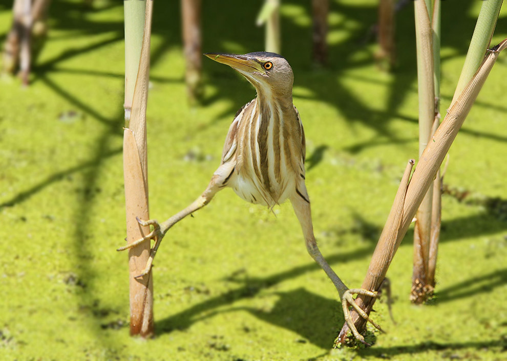 Есть такая птица — выпь