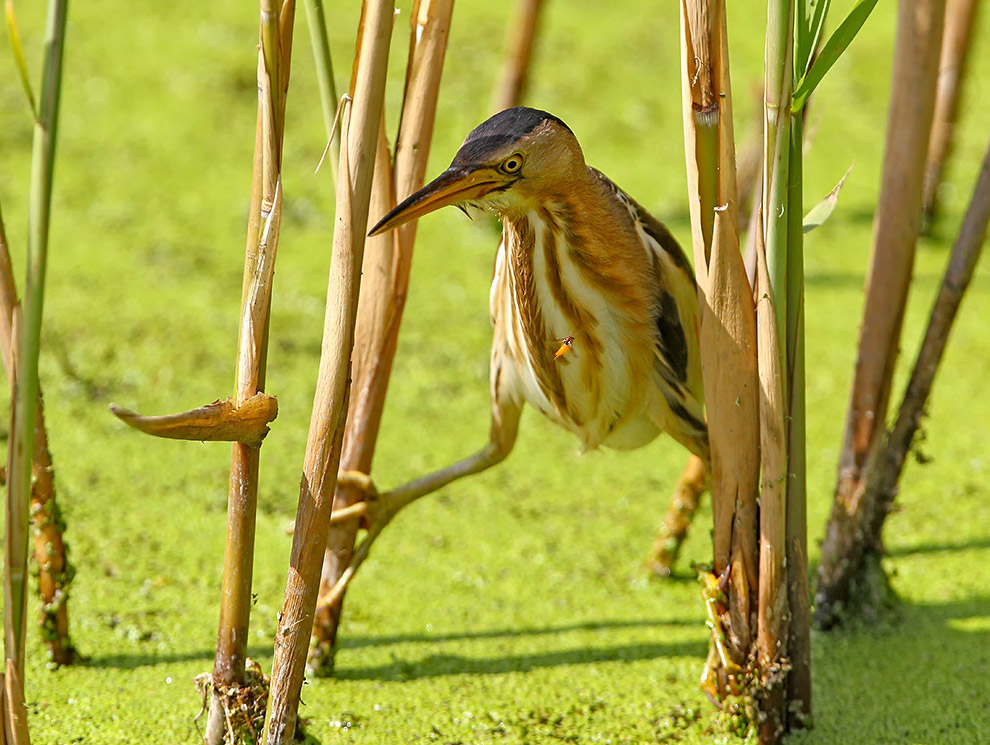 Есть такая птица — выпь