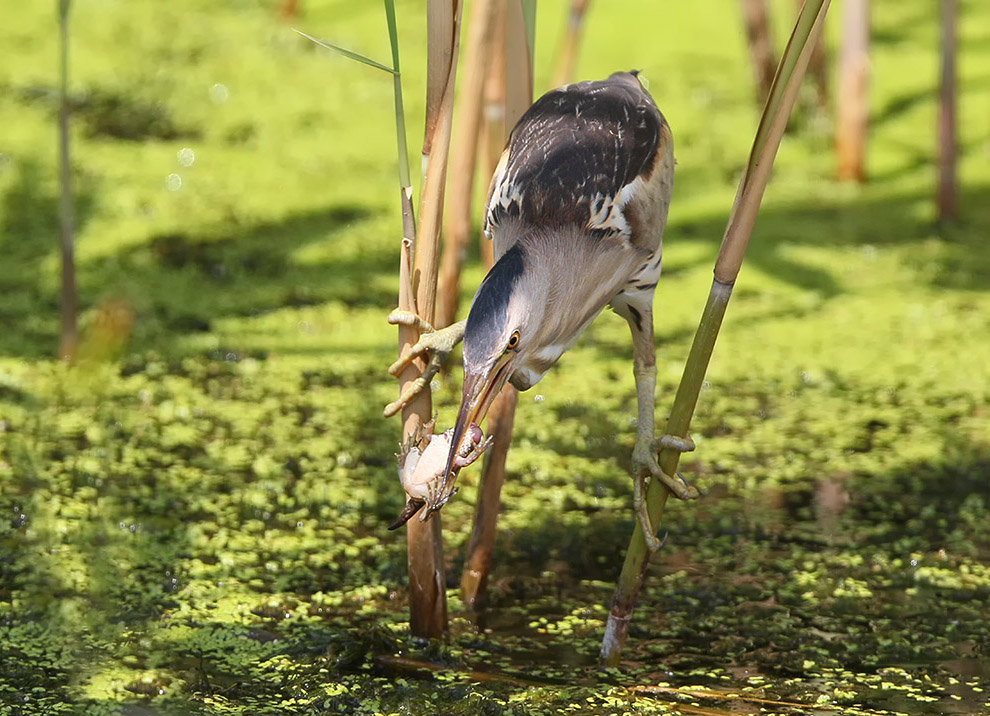 Есть такая птица — выпь