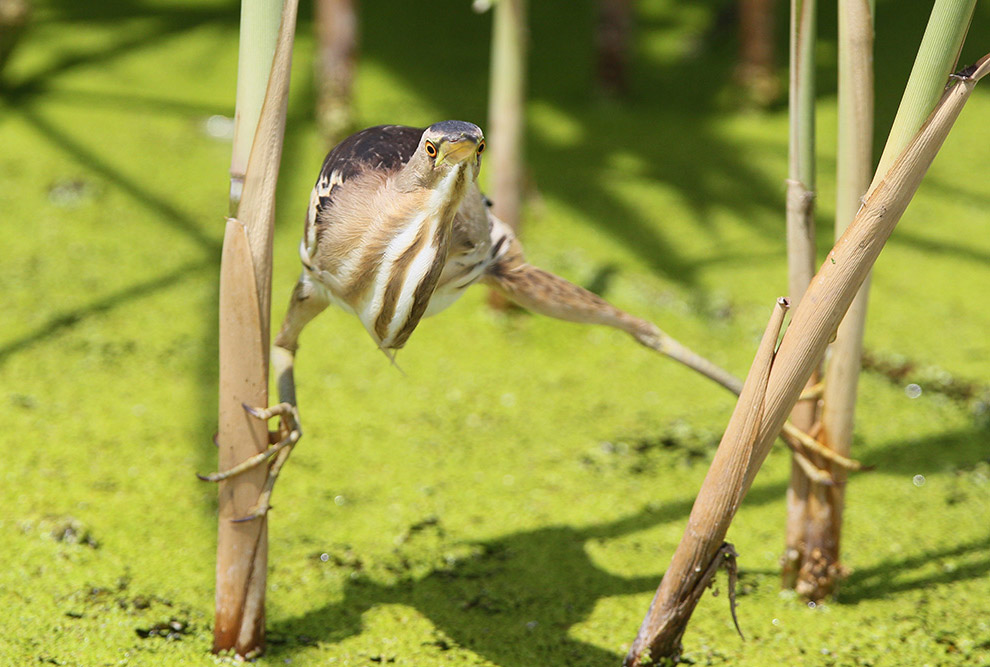 Есть такая птица — выпь