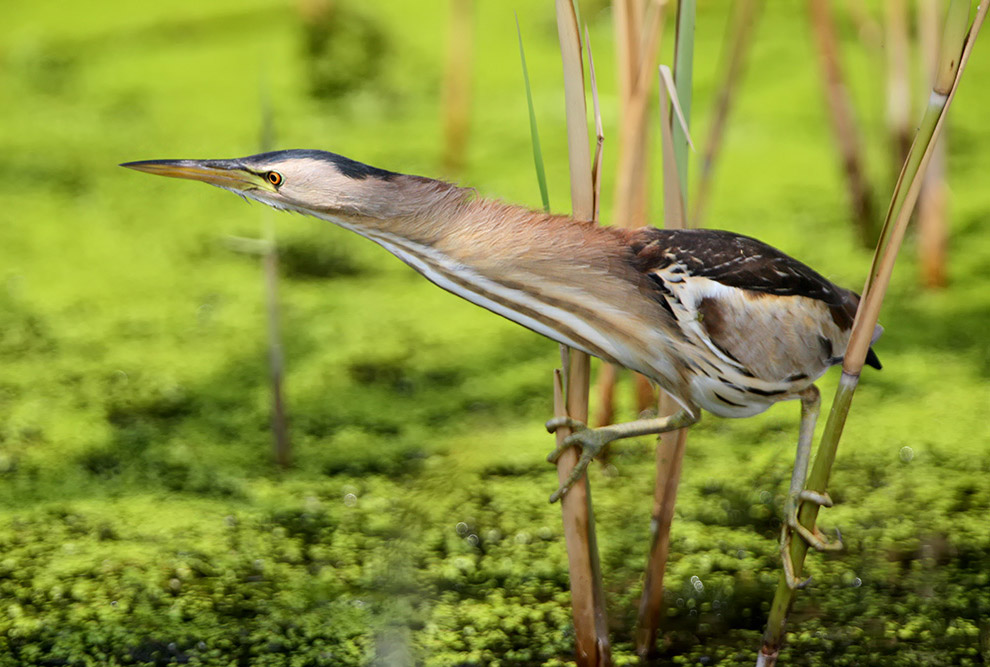 Есть такая птица — выпь