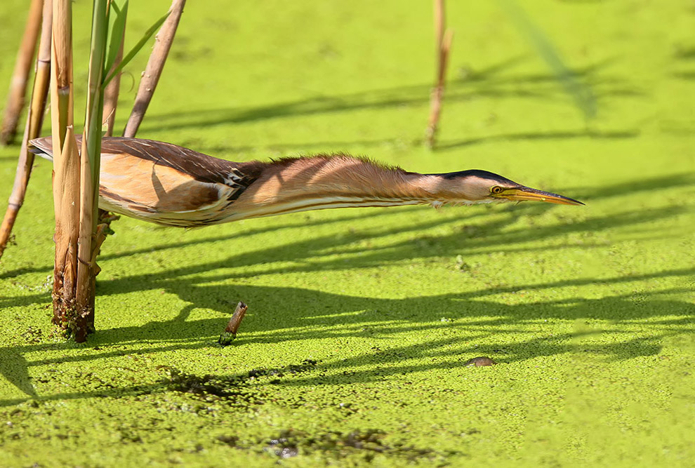 Есть такая птица — выпь