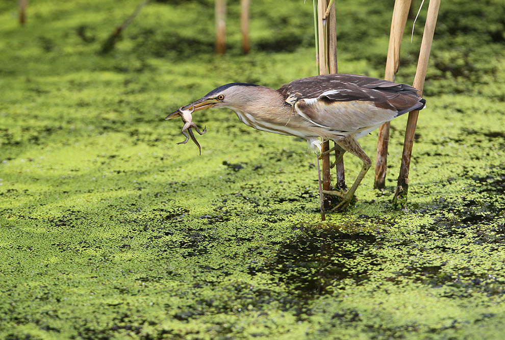 Есть такая птица — выпь