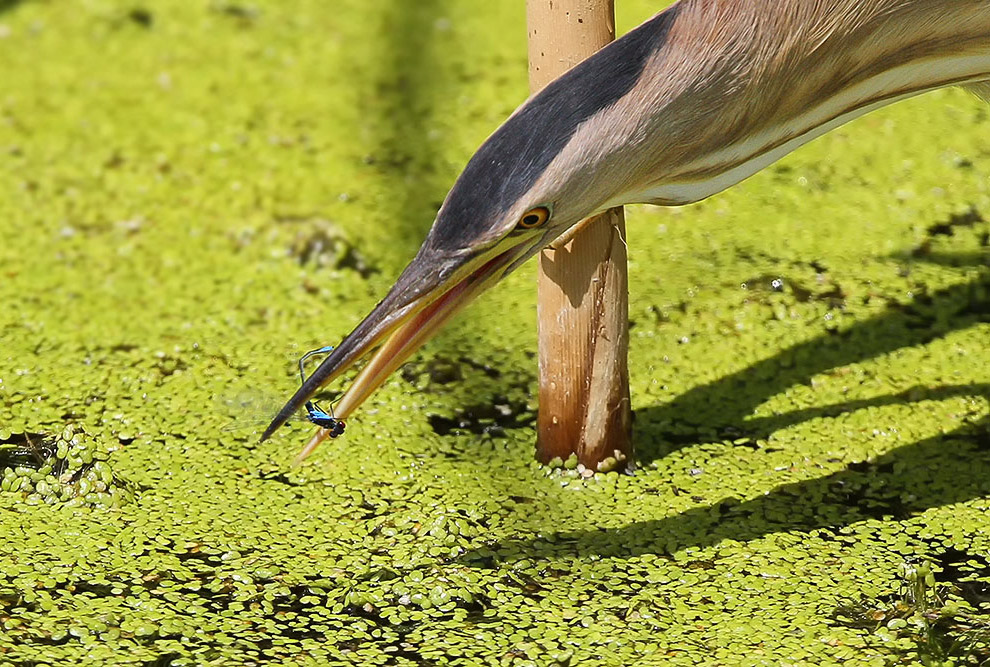 Есть такая птица — выпь
