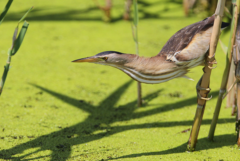 Есть такая птица — выпь