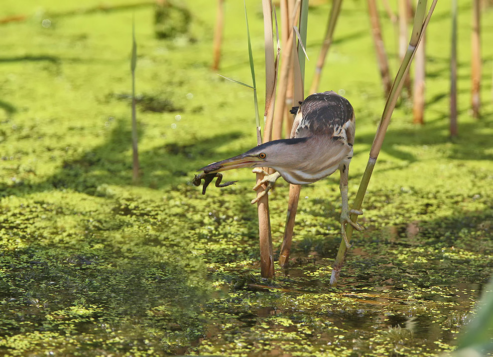Есть такая птица — выпь