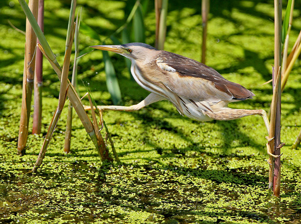 Есть такая птица — выпь