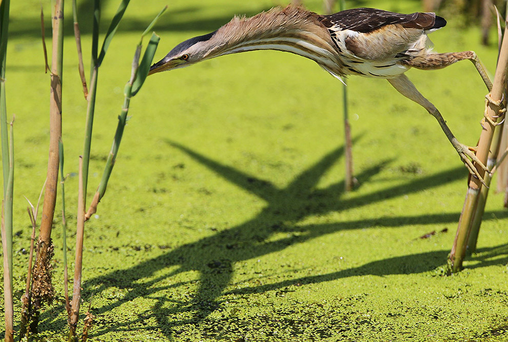 Есть такая птица — выпь
