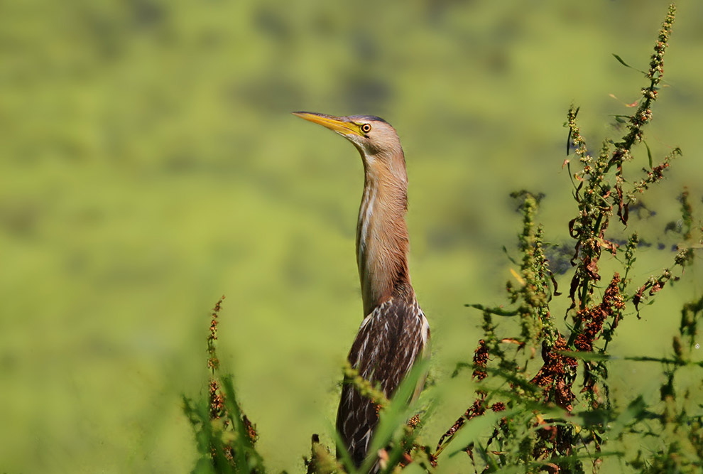 Есть такая птица — выпь