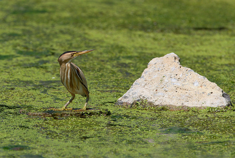 Есть такая птица — выпь