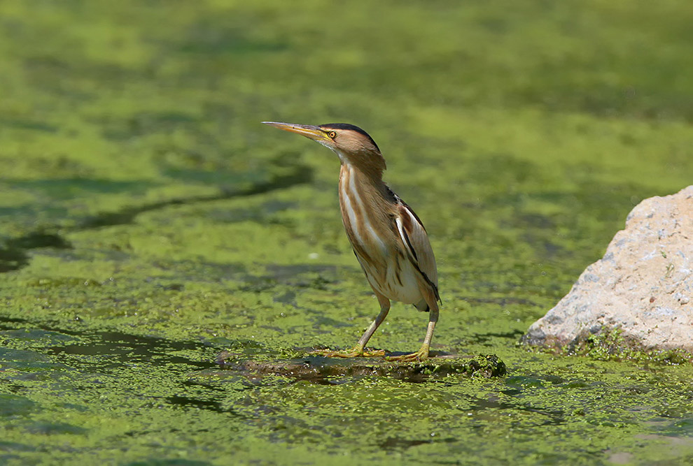 Есть такая птица — выпь